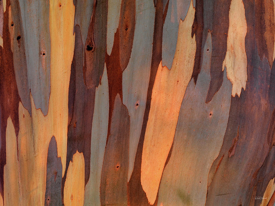 Eucalyptus Form 6 Photograph by Leland D Howard