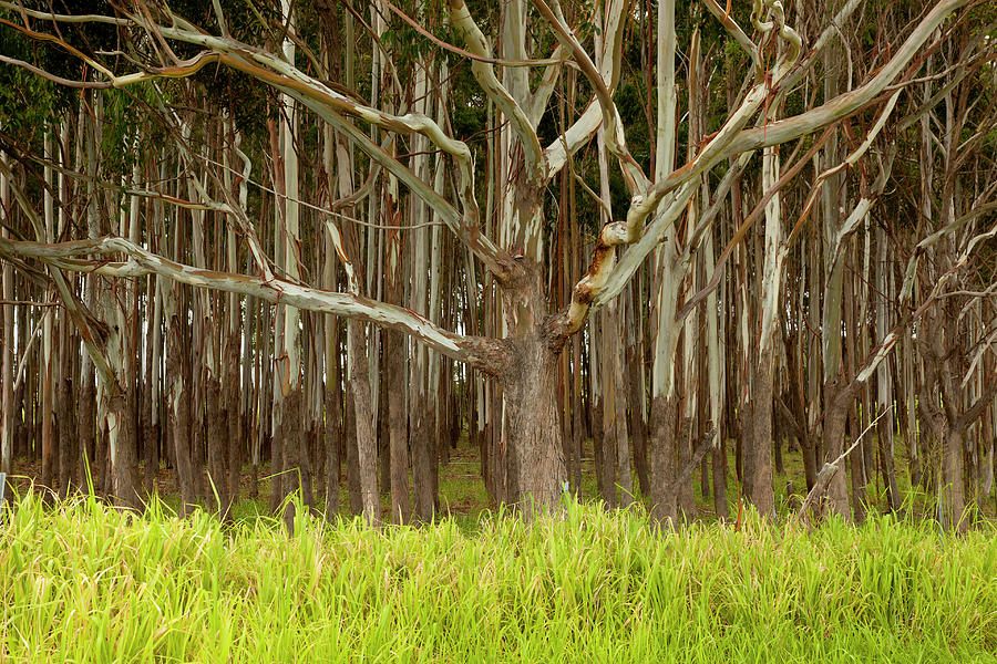 Eucalyptus Forrest In Hawaii Photograph by George Diebold