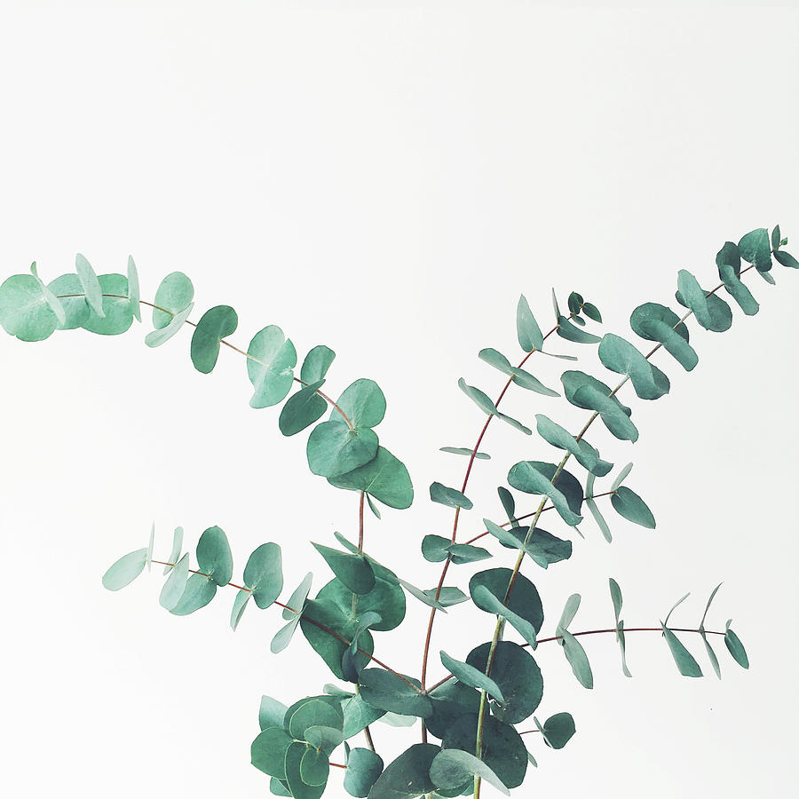 Eucalyptus Tote Bag by Cassia Beck - Fine Art America