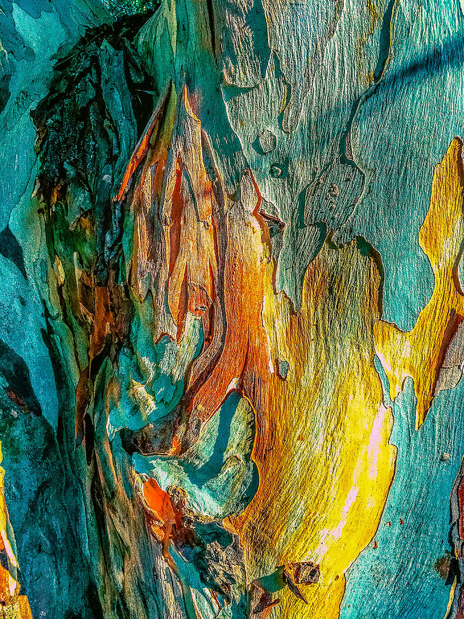 Eucalyptus - Natural Abstract Photograph by Christina Ford
