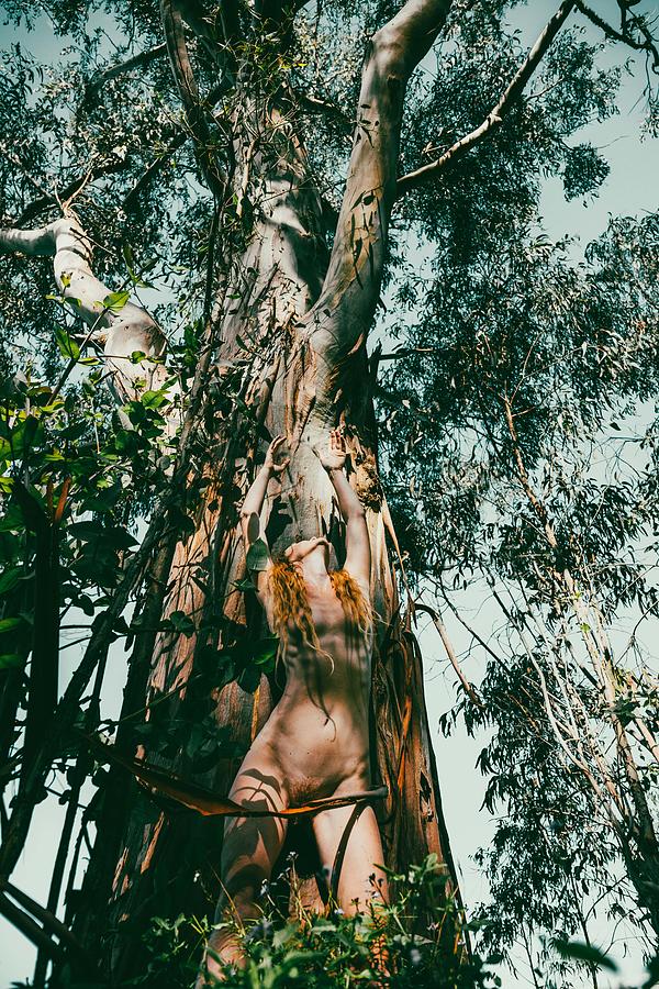 Tree Photograph - Eucalyptus by Ohad Falik