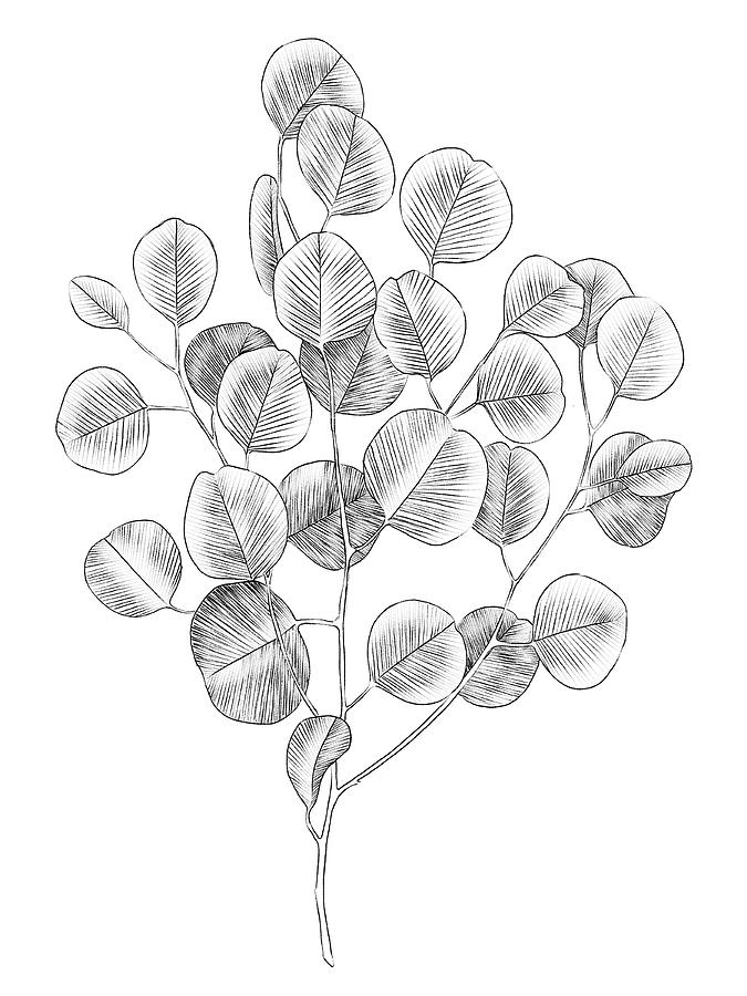 Eucalyptus Sketch II Painting by Emma Scarvey | Pixels