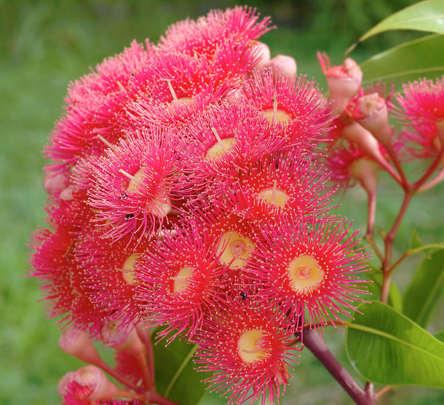 Eucalyptus Summer Red Photograph by Sheryl Caston - Fine Art America