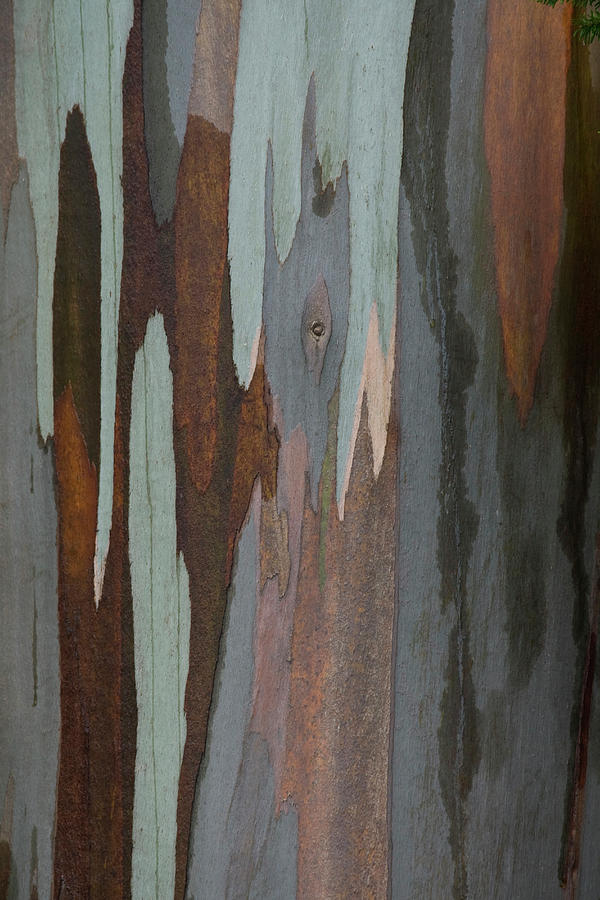 Nature Photograph - Eucalyptus Tree Bark by Darrell Gulin
