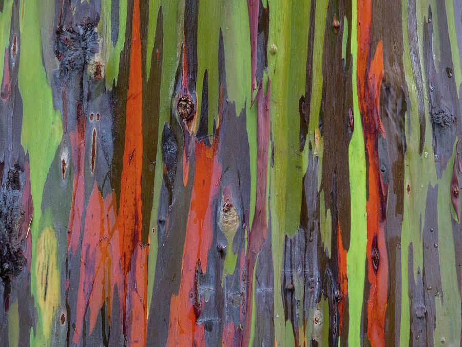Eucalyptus Tree Bark Photograph by Doug Davidson