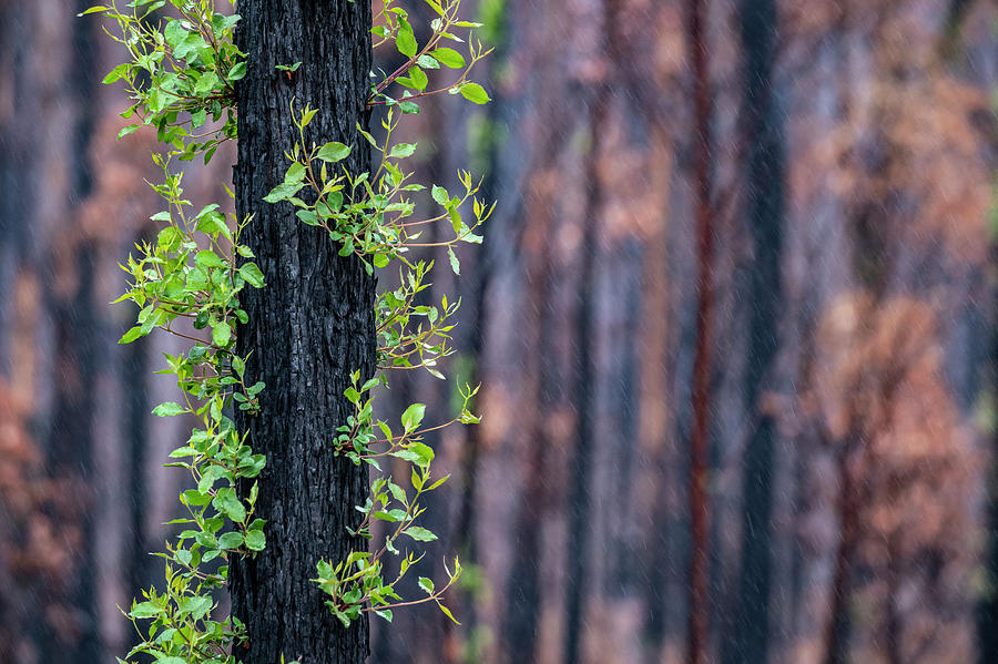 Eucalyptus Tree Showing Epicormic Growth, Australia Photograph by Doug