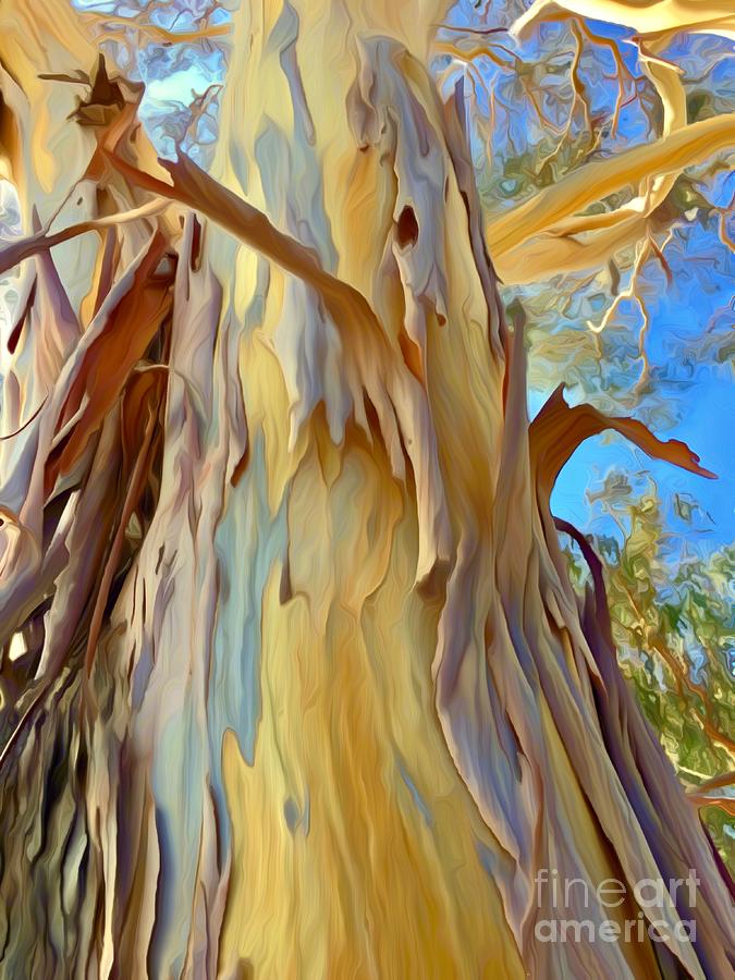 Eucalyptus Tree Sky Photograph by Christina Ford