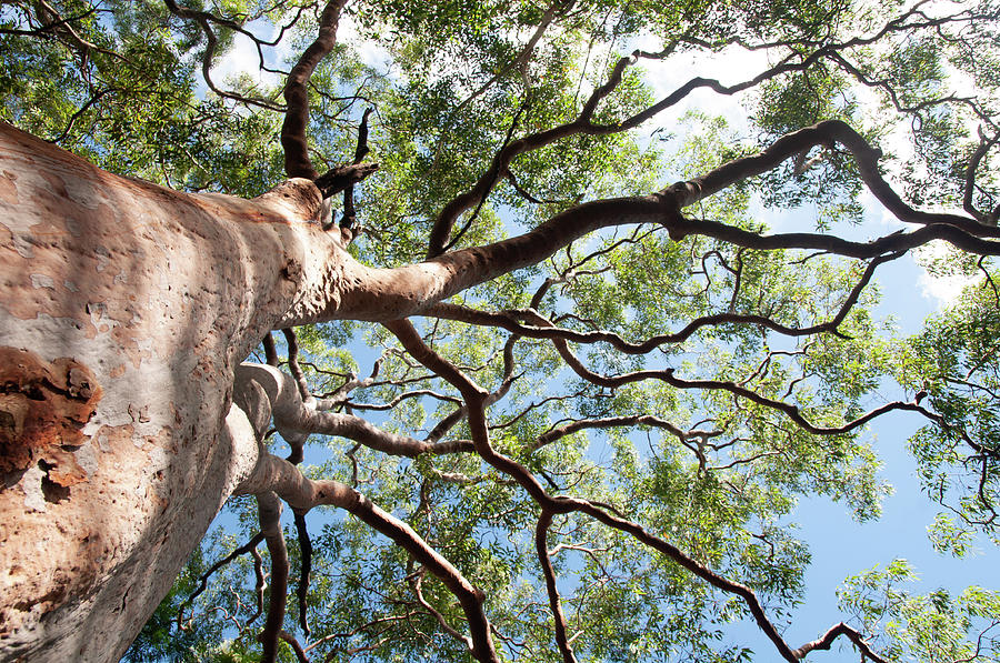 eucalyptus tree view from below with blue sky,Sydney,Australia