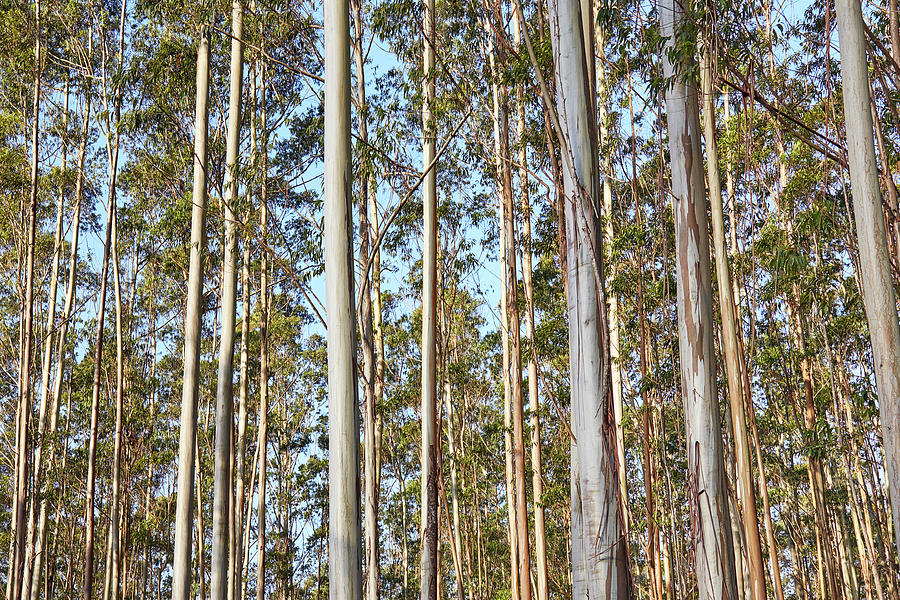 Eucalyptus Trees, Brazil. Photograph by Klaus Balzano Pixels