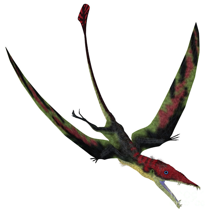 Eudimorphodon Pterosaur Diving Digital Art by Corey Ford