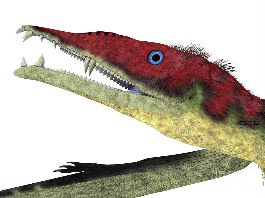 Eudimorphodon Pterosaur Head Digital Art by Corey Ford