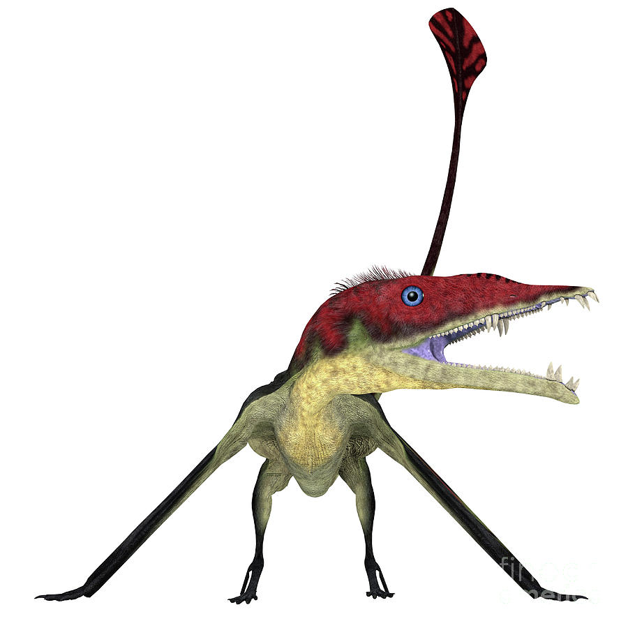 Eudimorphodon Pterosaur on White Digital Art by Corey Ford