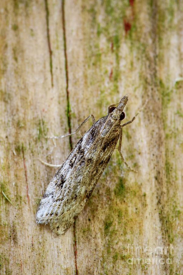 Arthropod Photograph - Eudonia Angustea by Heath Mcdonald/science Photo Library Arthropod Photograph - Eudonia Angustea by Heath Mcdonald/science Photo Library