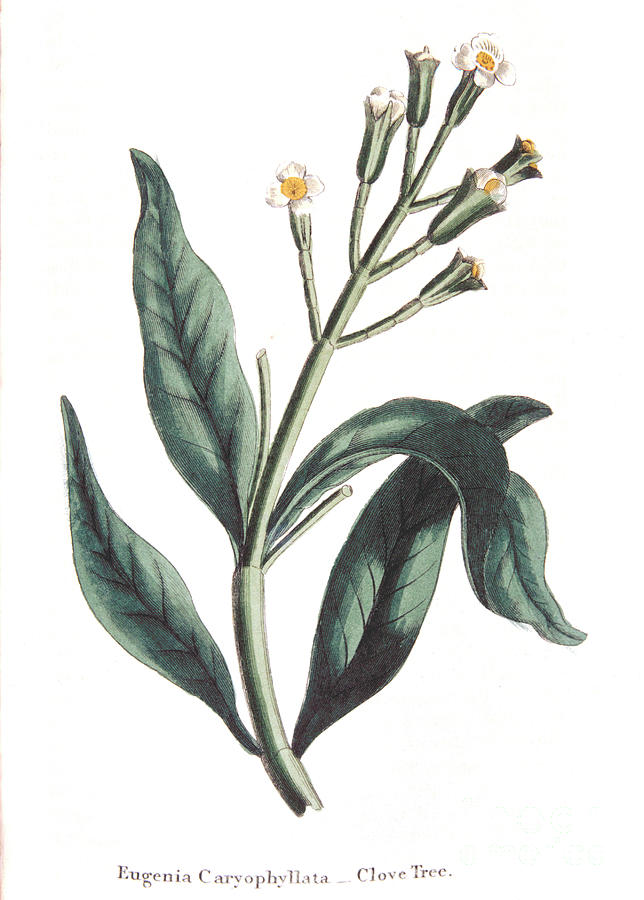 Eugenia Caryophyllata - Clove Tree Drawing by Print Collector