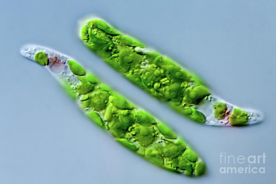 Nature Photograph - Euglena Deses Protist by Gerd Guenther/science Photo Library