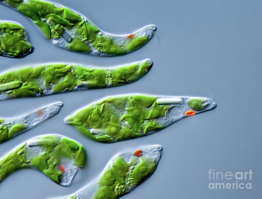 Euglena Intermedia Protist Photograph by Gerd Guenther/science Photo ...