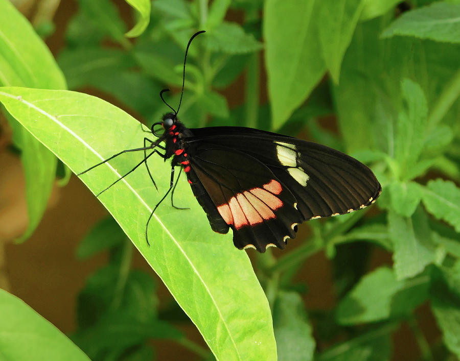 Eumaeus Atala Butterfly Photograph