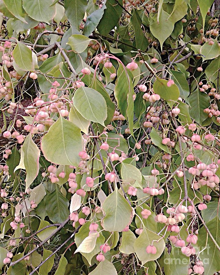 Euonymous Pink by CR Leyland Euonymous Pink by CR Leyland