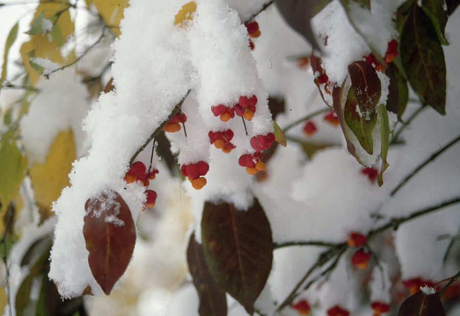 Euonymus spindle Tree, Fruit In The Snow Photograph by Konrad Wothe