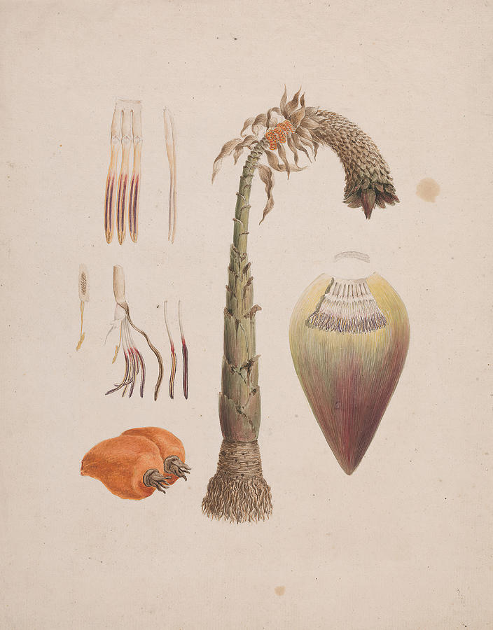Gouache Drawing - Euphorbia Abyssinica J.f. Gmel by Artokoloro