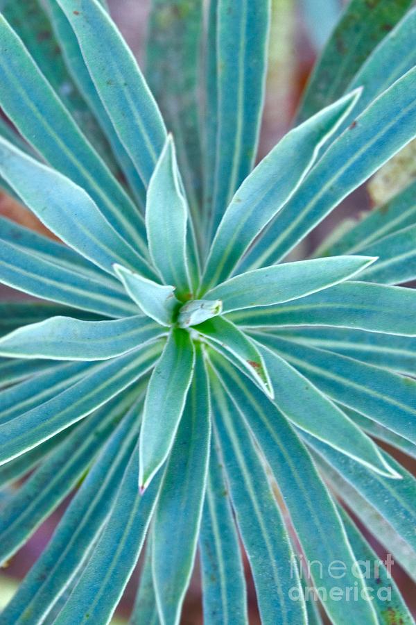 Euphorbia Bourgaeana Photograph