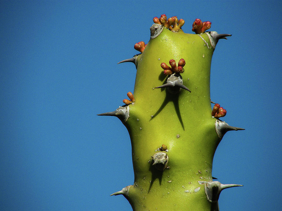 Euphorbia Caducifolia Photograph by © Jayesh Bheda