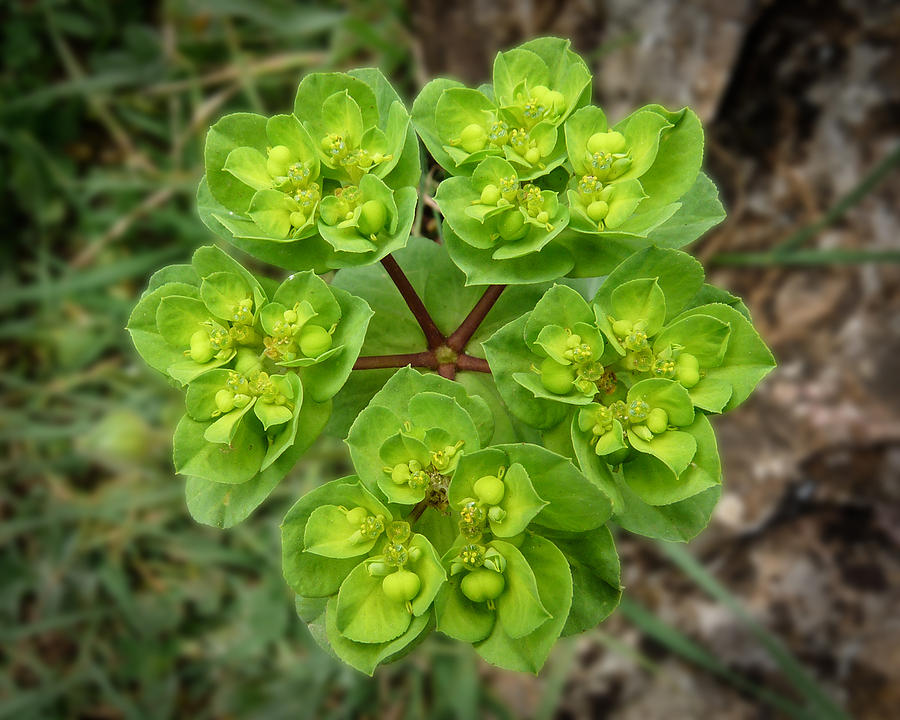 Euphorbia de Malaga Photograph by Martha Miller