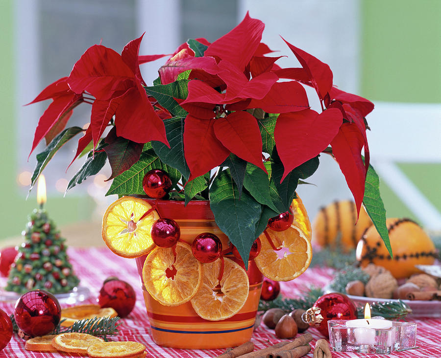 Euphorbia Pulcherrima christmas Star Decorated For Christmas Photograph by Friedrich Strauss