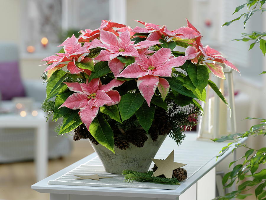 Euphorbia Pulcherrima 'marble Star' poinsettia Photograph by Friedrich ...