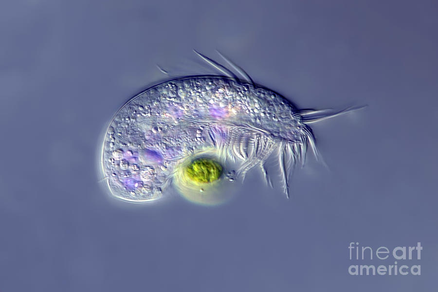 Euplote Ciliate Protozoan Photograph by Frank Fox/science Photo Library