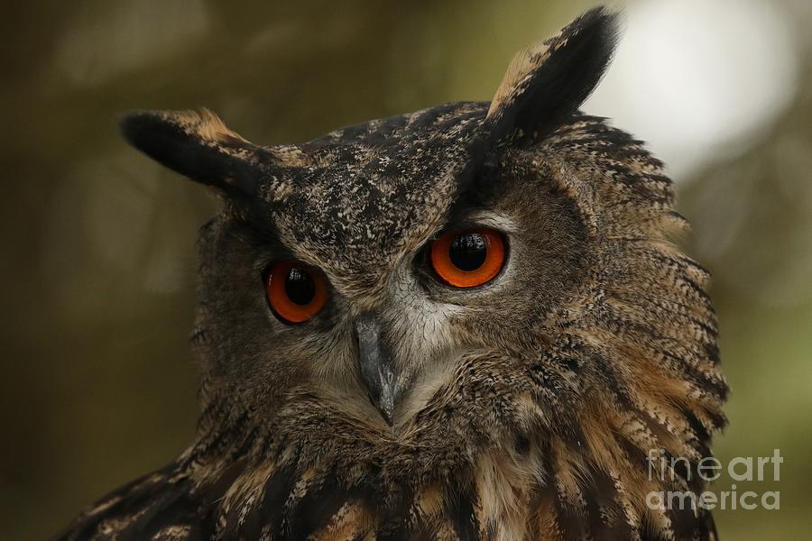 Euraisan eagle owl Photograph by Heather King
