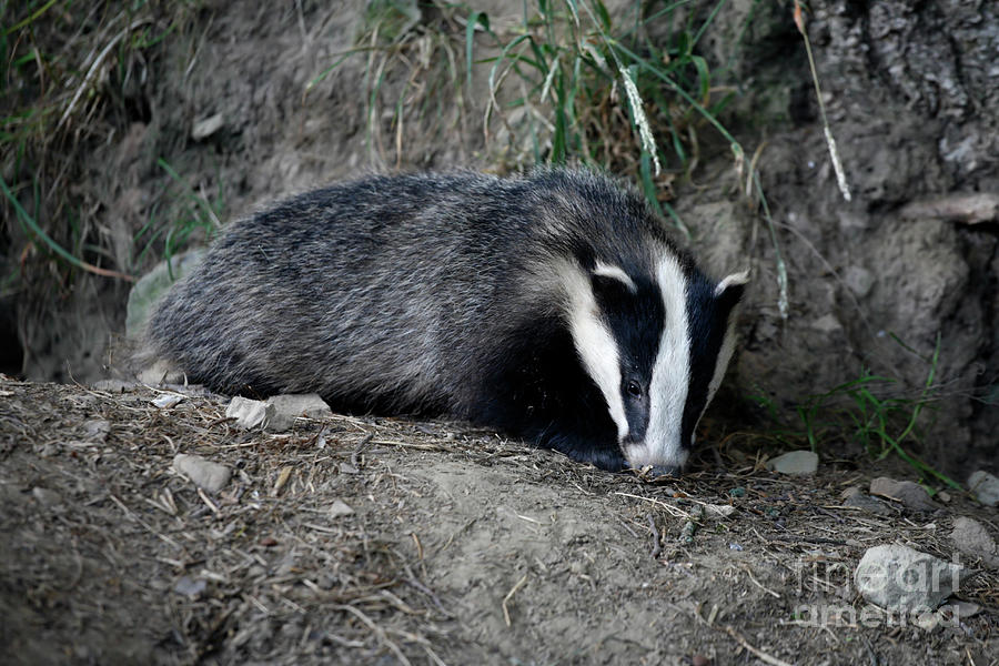 Eurasian Badger Cub Photograph by Natural History Museum, London/science Photo Library