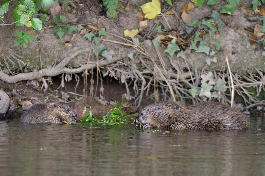 Eurasian Beaver Mother And Two Of Her Five Kits Feeding On Photograph ...