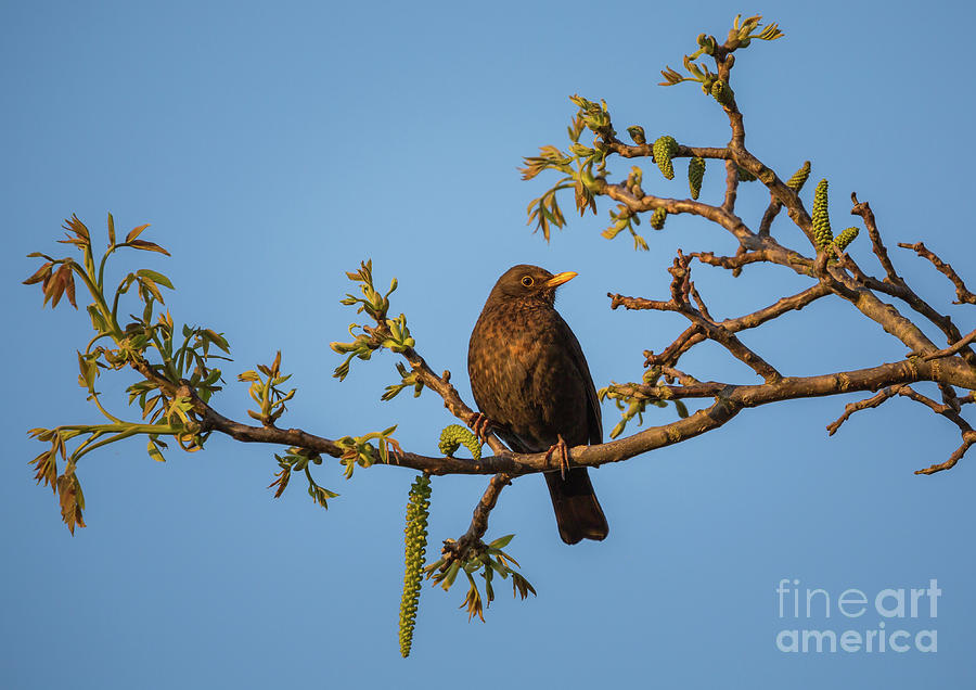 Wildlife Photograph - Eurasian Blackbird by Eva Lechner
