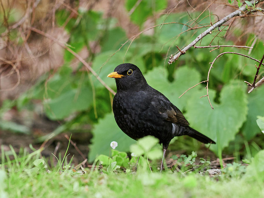 Eurasian Blackbird under the bushes Photograph by Jouko Lehto