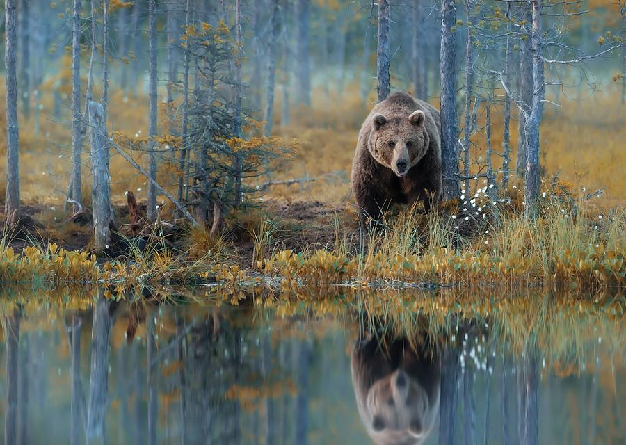Animal Photograph - Eurasian Brown Bear Standing By A Pond by Giedrius Stakauskas