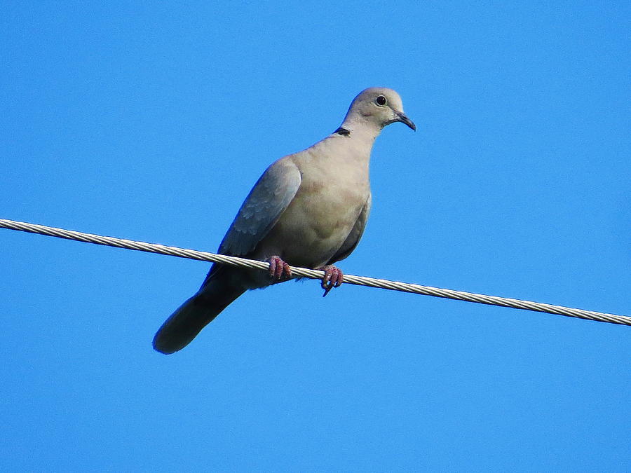 Eurasian collared dove Photograph by Jean Evans