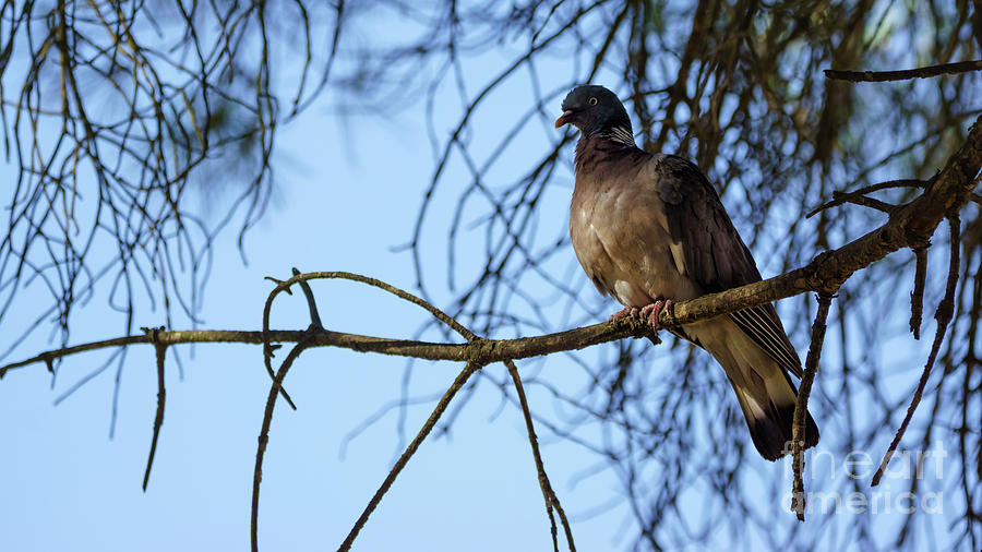 Eurasian Collared-Dove Streptopelia decaocto Photograph by Pablo Avanzini