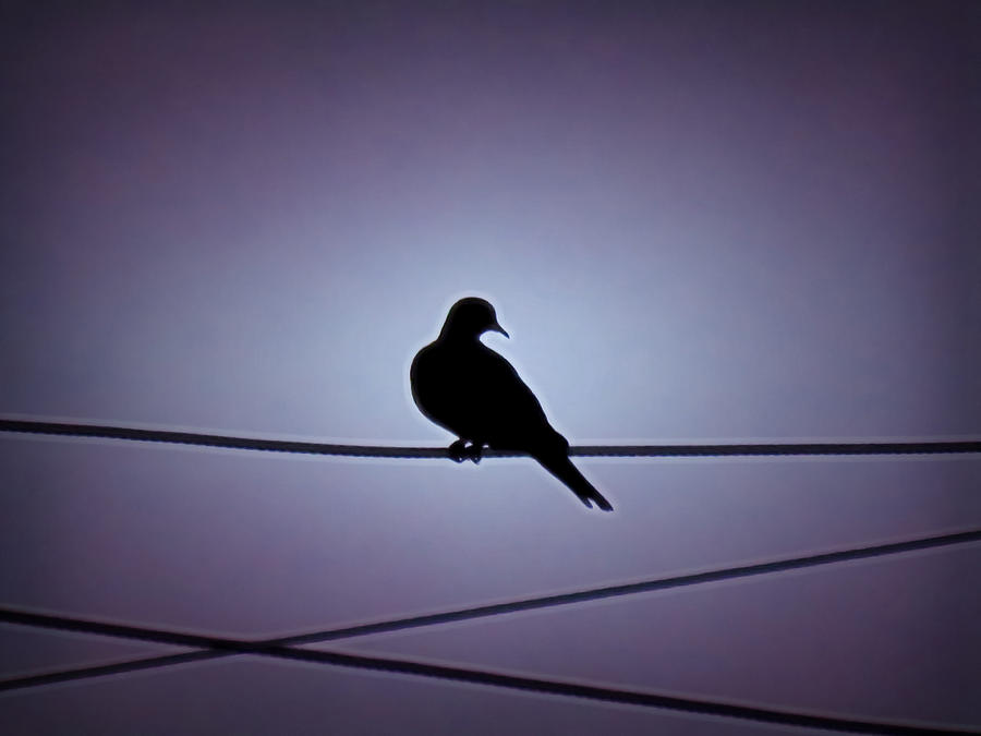 Eurasian Dove Silhouette Photograph by Judy Kennedy