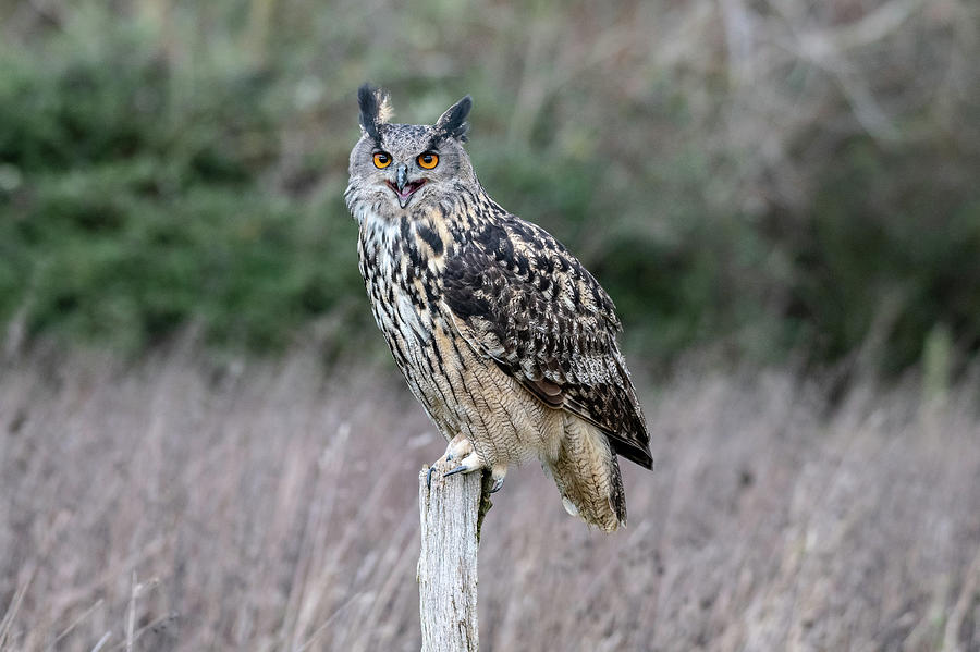 Eurasian Eagle Owl at rest on a post Photograph by Mark Hunter