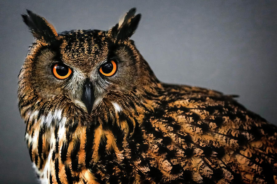 Eurasian Eagle Owl Attitude Photograph by Wes and Dotty Weber