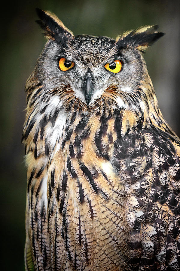 Eurasian Eagle Owl Beauty Photograph by Wes and Dotty Weber