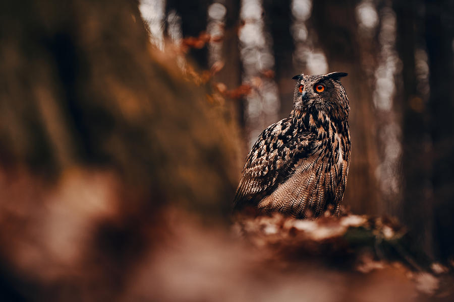 Eurasian Eagle-owl (bubo Bubo) Photograph by Lukas Furch