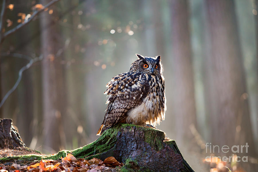 Big Photograph - Eurasian Eagle Owl Bubo Bubo Sitting On by Vladimir Hodac Big Photograph - Eurasian Eagle Owl Bubo Bubo Sitting On by Vladimir Hodac