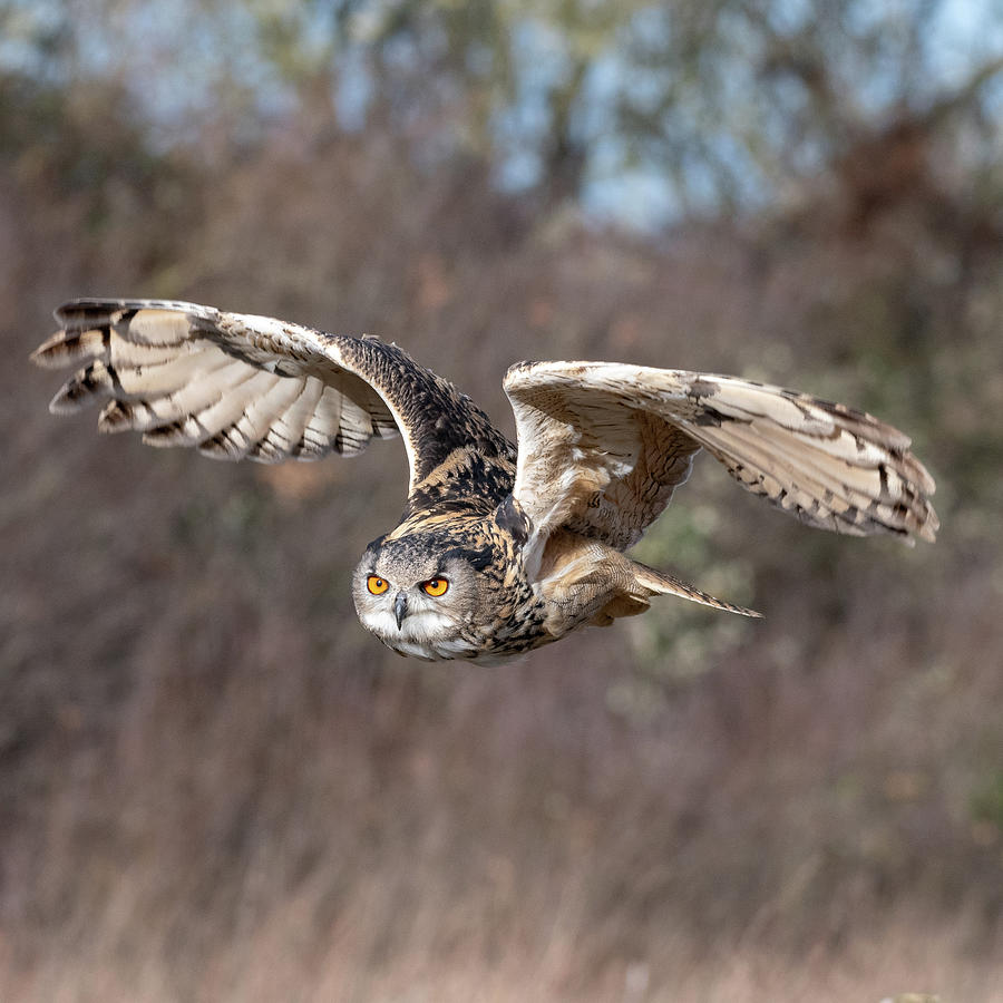 Eurasian Eagle Owl Flying 2 Photograph by Mark Hunter