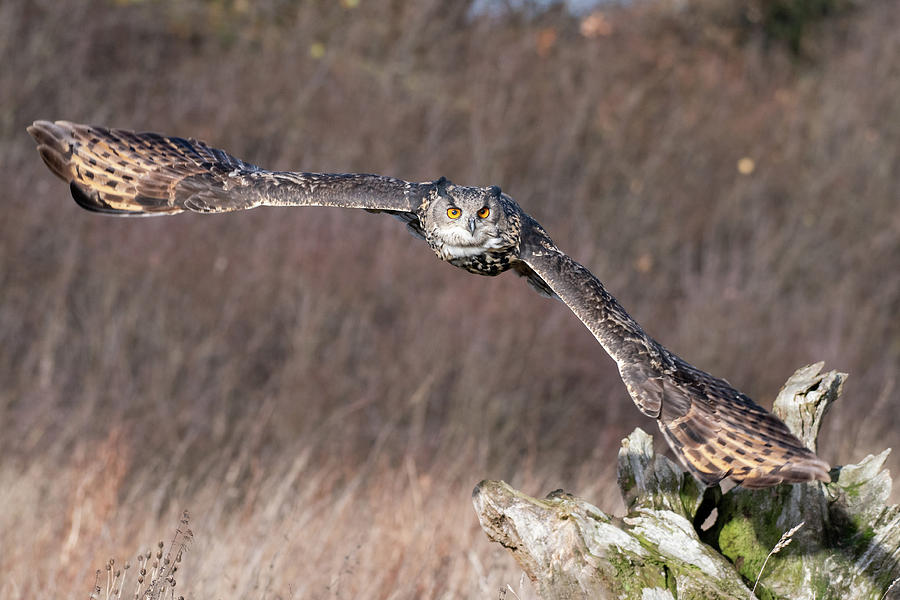Eurasian Eagle Owl Flying over a Log Photograph by Mark Hunter