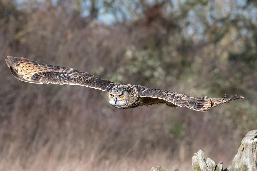 Eurasian Eagle Owl Gliding Photograph by Mark Hunter