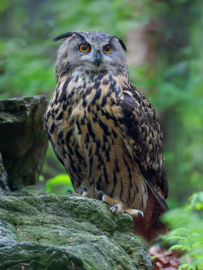 Eurasian Eagle-owl Photograph by Martin Zwick - Fine Art America