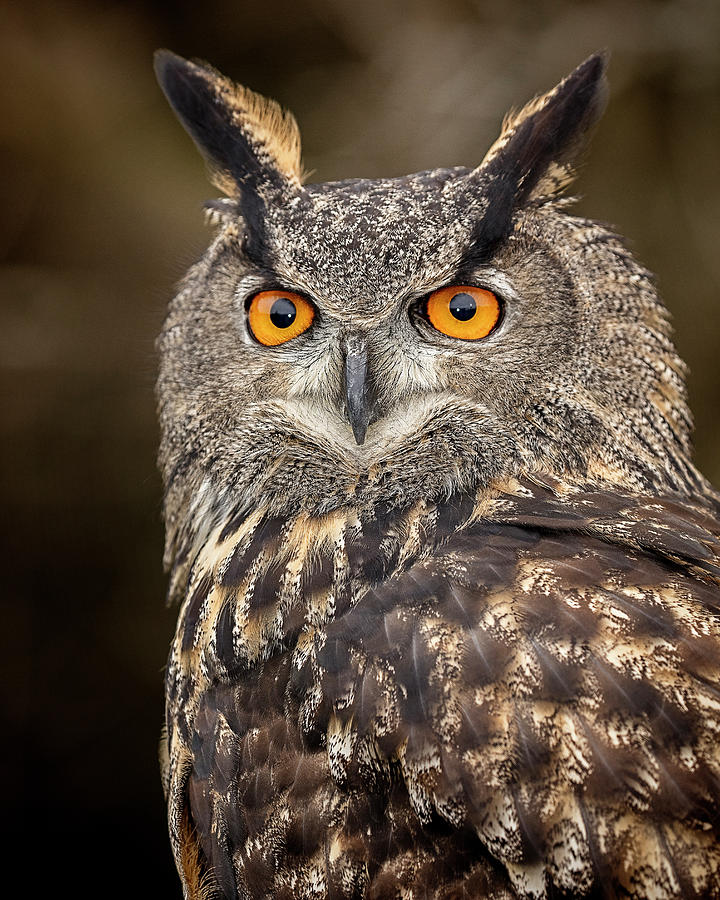 Eurasian Eagle Owl Photograph by Pat Eisenberger - Pixels