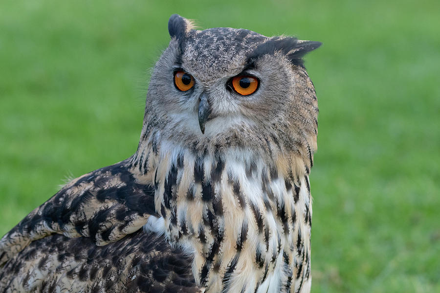 Eurasian Eagle Owl Portrait Photograph by Mark Hunter